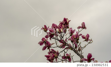 Purple magnolia Purple magnolia 138982531