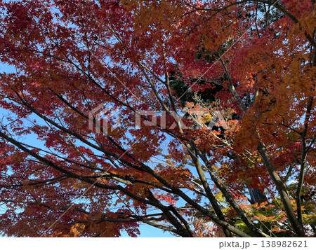 紅葉したモミジ 138982621