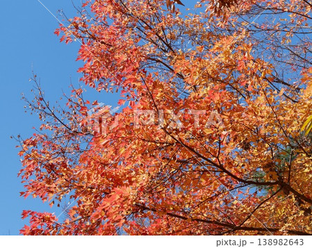 紅葉したモミジ 紅葉したモミジ 138982643