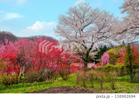 桜と花桃のある風景 138982694
