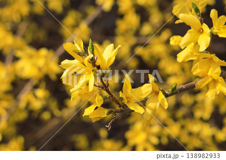 Flower Forsythias in Eungbongsan Mountain, Seoul. 138982933