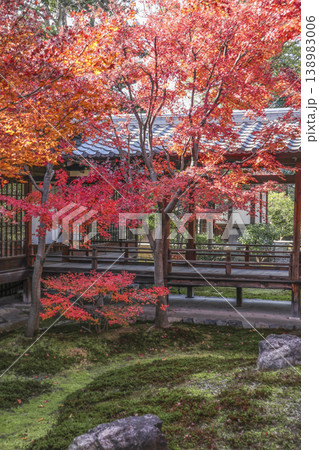 建仁寺 潮音庭の紅葉 建仁寺 潮音庭の紅葉 138983006