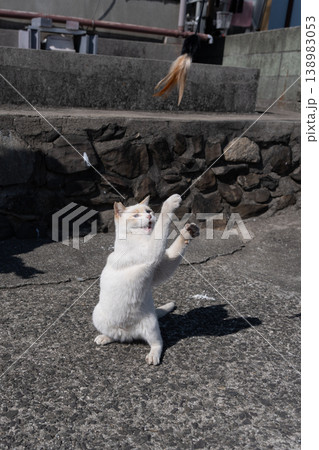 おもちゃで遊ぶ可愛い野良猫 138983053