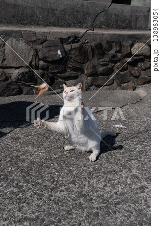 おもちゃで遊ぶ可愛い野良猫 おもちゃで遊ぶ可愛い野良猫 138983054