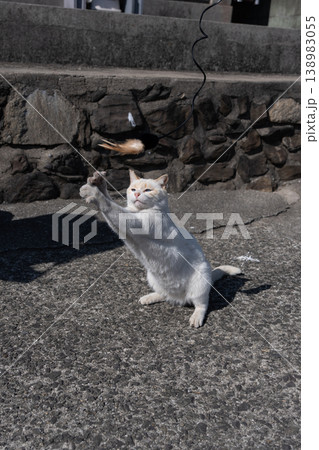 おもちゃで遊ぶ可愛い野良猫 138983055