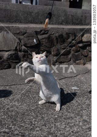おもちゃで遊ぶ可愛い野良猫 おもちゃで遊ぶ可愛い野良猫 138983057