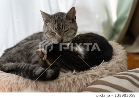 窓辺で眠る二匹の猫 138983059