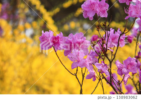 Pink azaleas blooming on Mt. Wonmi in Bucheon, Gyeonggi-do. Pink azaleas blooming on Mt. Wonmi in Bucheon, Gyeonggi-do. 138983062