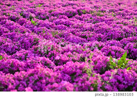 ピンク色の芝桜が咲いています ピンク色の芝桜が咲いています 138983103