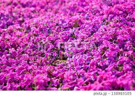 ピンク色の芝桜の花が咲いています ピンク色の芝桜の花が咲いています 138983105