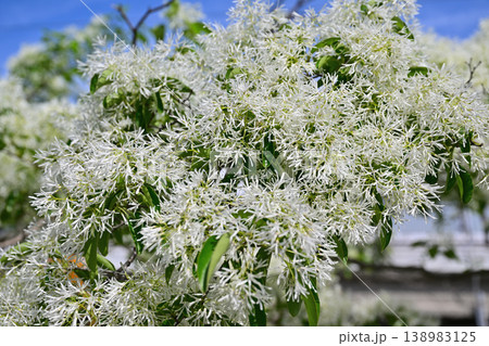 白い花を咲かすヒトツバタゴ 138983125