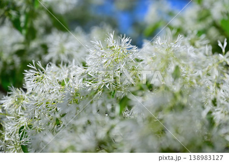 白い花を咲かすヒトツバタゴ 白い花を咲かすヒトツバタゴ 138983127