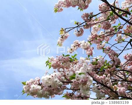 さくらの開花 さくらの開花 138983139