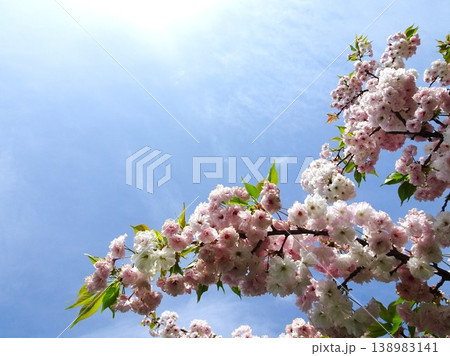 さくらの開花 さくらの開花 138983141