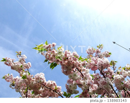 さくらの開花 138983143