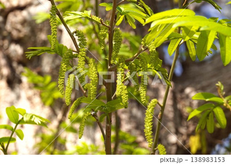 シナサワグルミの花・2026年3月　 138983153