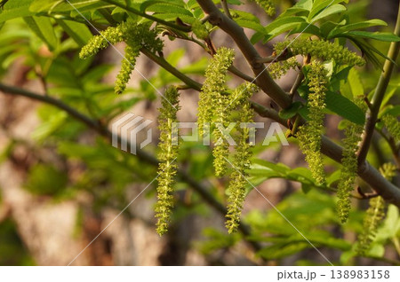シナサワグルミの花・2026年3月　 138983158