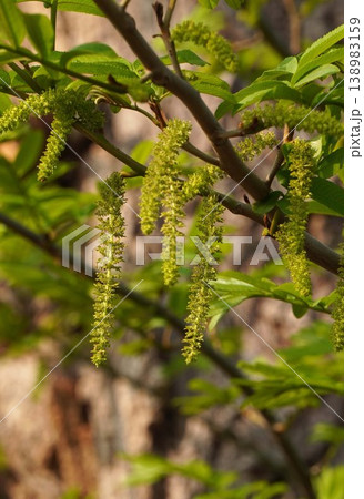 シナサワグルミの花・2026年3月　 138983159