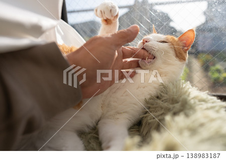 手を噛む猫 茶トラ白 手を噛む猫 茶トラ白 138983187