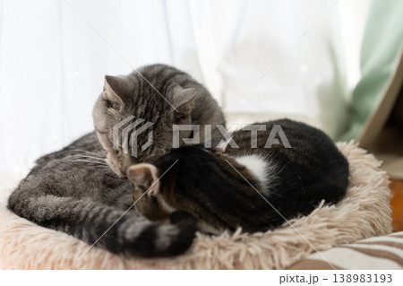 くつろぐ二匹の猫　キジトラ・サバトラ猫 138983193