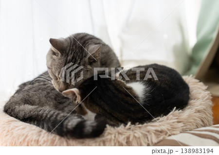 窓辺で眠る二匹の猫 窓辺で眠る二匹の猫 138983194