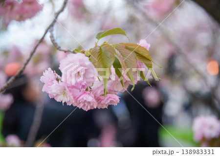 造幣局の桜 138983331