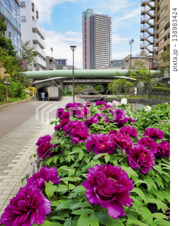 古石場川親水公園の牡丹園・江東区 138983424
