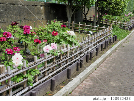 古石場川親水公園の牡丹園・江東区 古石場川親水公園の牡丹園・江東区 138983428