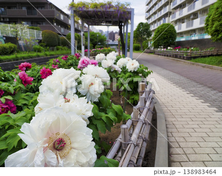 古石場川親水公園の牡丹園・江東区 古石場川親水公園の牡丹園・江東区 138983464