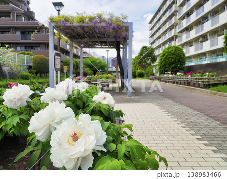 古石場川親水公園の牡丹園・江東区 138983466