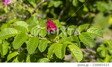Rose of Sharon 138983523