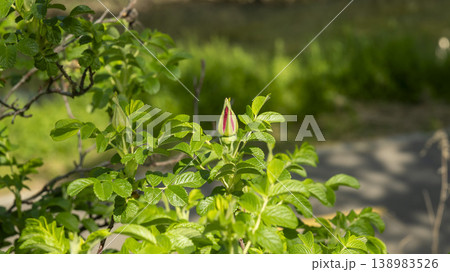 Rose of Sharon Rose of Sharon 138983526