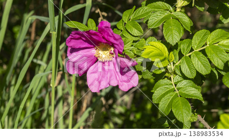 Rose of Sharon 138983534