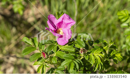Rose of Sharon 138983540