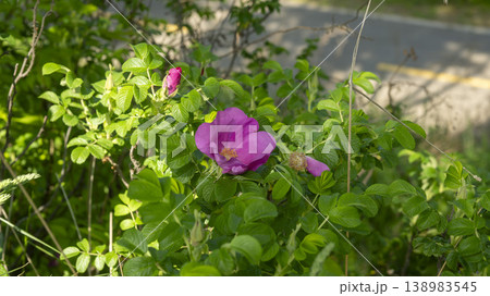 Rose of Sharon 138983545