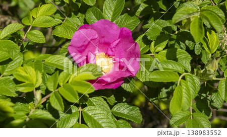 Rose of Sharon 138983552