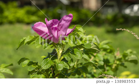 Rose of Sharon 138983553