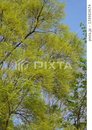 新緑のエノキの樹・2026年4月 新緑のエノキの樹・2026年4月 138983674