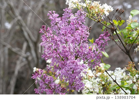 ライラックの花・2026年4月 ライラックの花・2026年4月 138983704