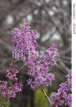 ライラックの花・2026年4月　 138983706