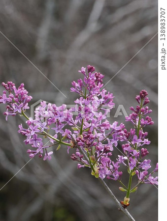 ライラックの花・2026年4月 ライラックの花・2026年4月 138983707