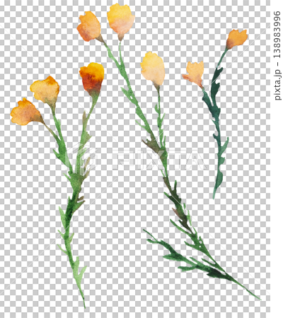 Watercolor orange wildflower, isolated illustration, floral wedding and greeting element Watercolor orange wildflower, isolated illustration, floral wedding and greeting element 138983996