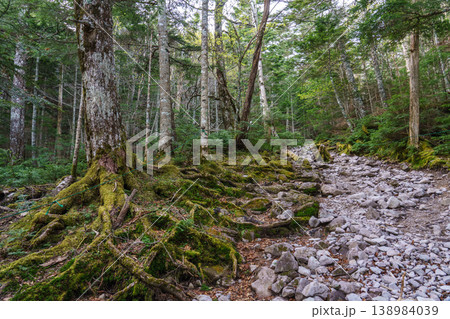日本百名山 蓼科山の樹林帯登山道 苔むす森の自然風景 138984039
