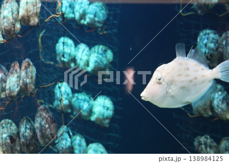 筒状のシェルターから顔を出す水中生物たちのユニークな姿を捉えた一枚です。水族館や海洋生物の紹介、教育 筒状のシェルターから顔を出す水中生物たちのユニークな姿を捉えた一枚です。水族館や海洋生物の紹介、教育 138984125