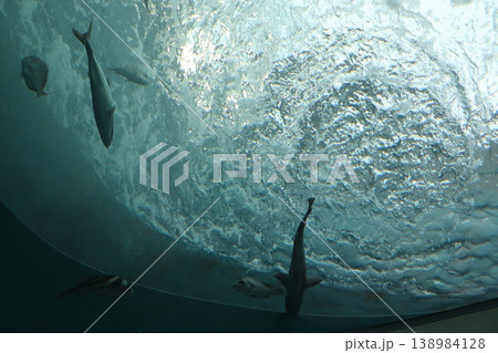 光差す水面を泳ぐ海洋生物たちの幻想的なシルエット 光差す水面を泳ぐ海洋生物たちの幻想的なシルエット 138984128