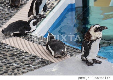 プールサイドでくつろぐペンギンたちのかわいい姿 プールサイドでくつろぐペンギンたちのかわいい姿 138984137