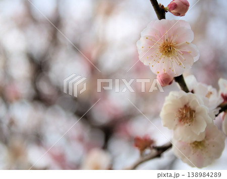 3月に美しく咲いたウメ「思いの儘(オモイノママ)」 3月に美しく咲いたウメ「思いの儘(オモイノママ)」 138984289