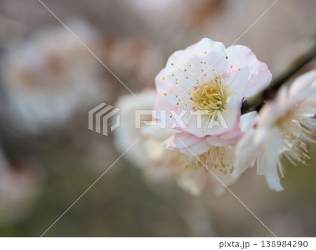 3月に美しく咲いたウメ「思いの儘(オモイノママ)」 3月に美しく咲いたウメ「思いの儘(オモイノママ)」 138984290