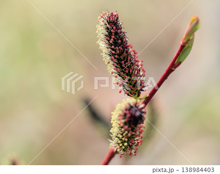 晴れた3月に咲いたクロヤナギの花 138984403