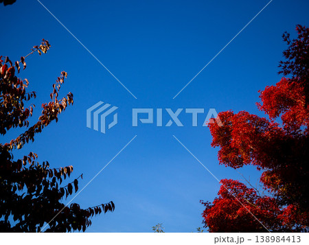 真っ赤に紅葉した木と青空 138984413